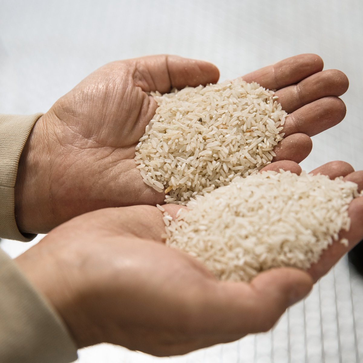 Buhler_Group's tweet image. Rice fields are probably among the last landscapes anyone would associate with Switzerland. Yet in the Italian-speaking canton of Ticino, a high-quality risotto is grown in the unique Mediterranean climate: bit.ly/delica_ih
#engineeringcustomersuccess #riceprocessing