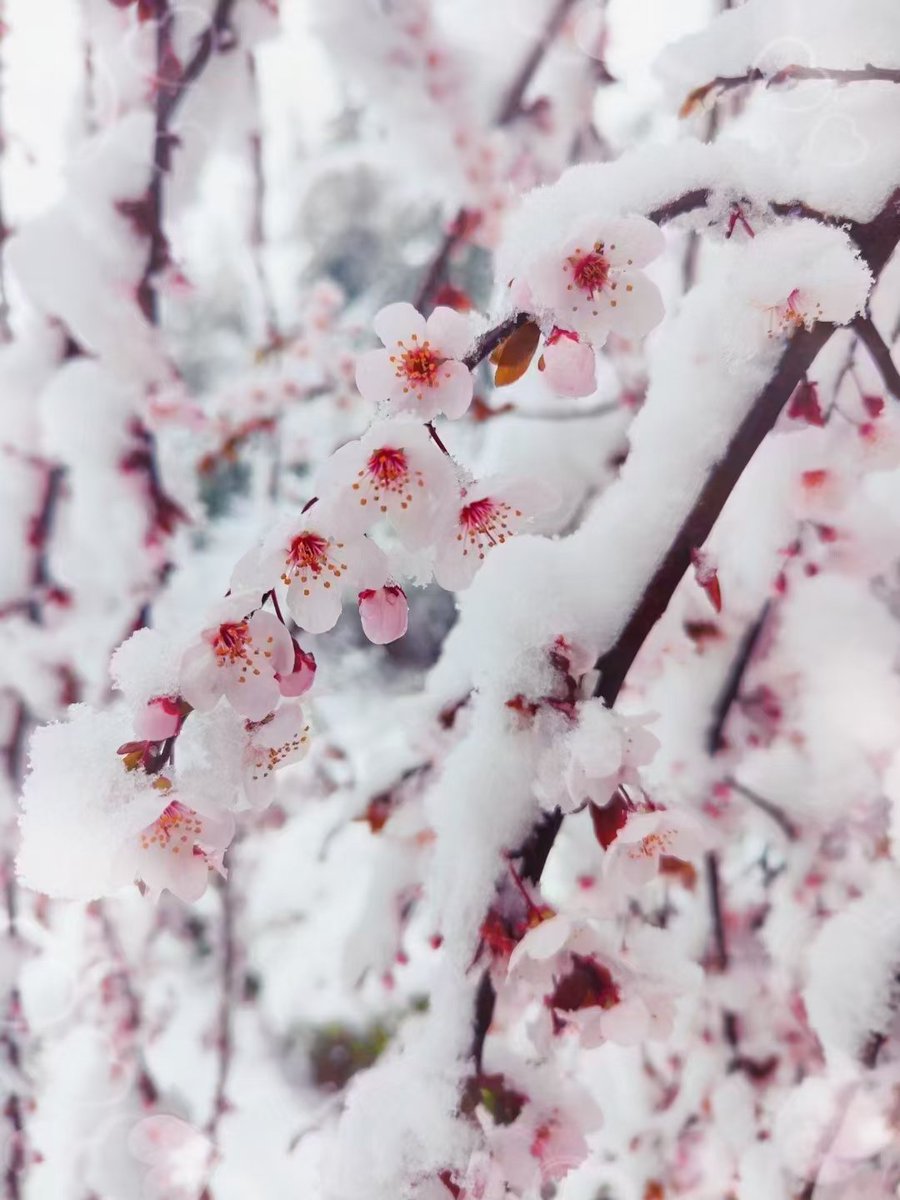KnNsecHW2aPFCmp's tweet photo. 三月桃花雪❄️🌸❄️ https://t.co/8qHrCmiSFF