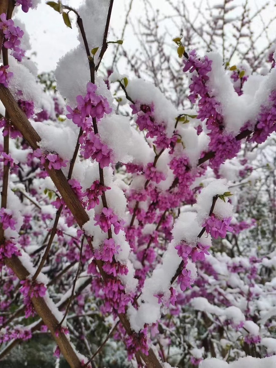 KnNsecHW2aPFCmp's tweet photo. 三月桃花雪❄️🌸❄️ https://t.co/8qHrCmiSFF