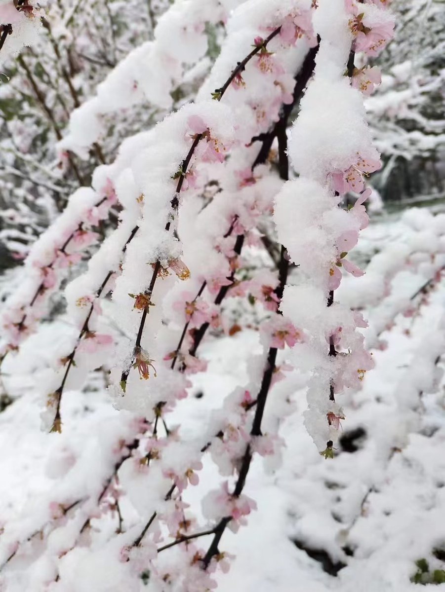 KnNsecHW2aPFCmp's tweet photo. 三月桃花雪❄️🌸❄️ https://t.co/8qHrCmiSFF