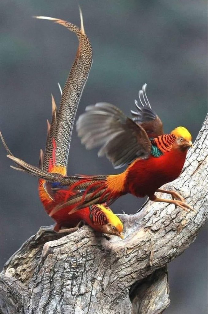 أإألعبدلي (@7znqxp0yroddrjk) on Twitter photo 