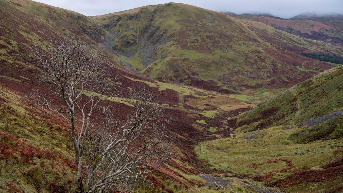 BordersForest's tweet photo. Can you help Borders Forest Trust with their most ambitious appeal ever to expand the Wild Heart of Southern Scotland by adding the lands at Ericstane to our existing Corehead site and reuniting both sides of the Devil's Beef Tub? - https://t.co/B9jF8pz90S https://t.co/zM02ieb8PC
