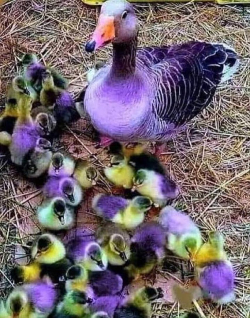 أإألعبدلي (@7znqxp0yroddrjk) on Twitter photo 