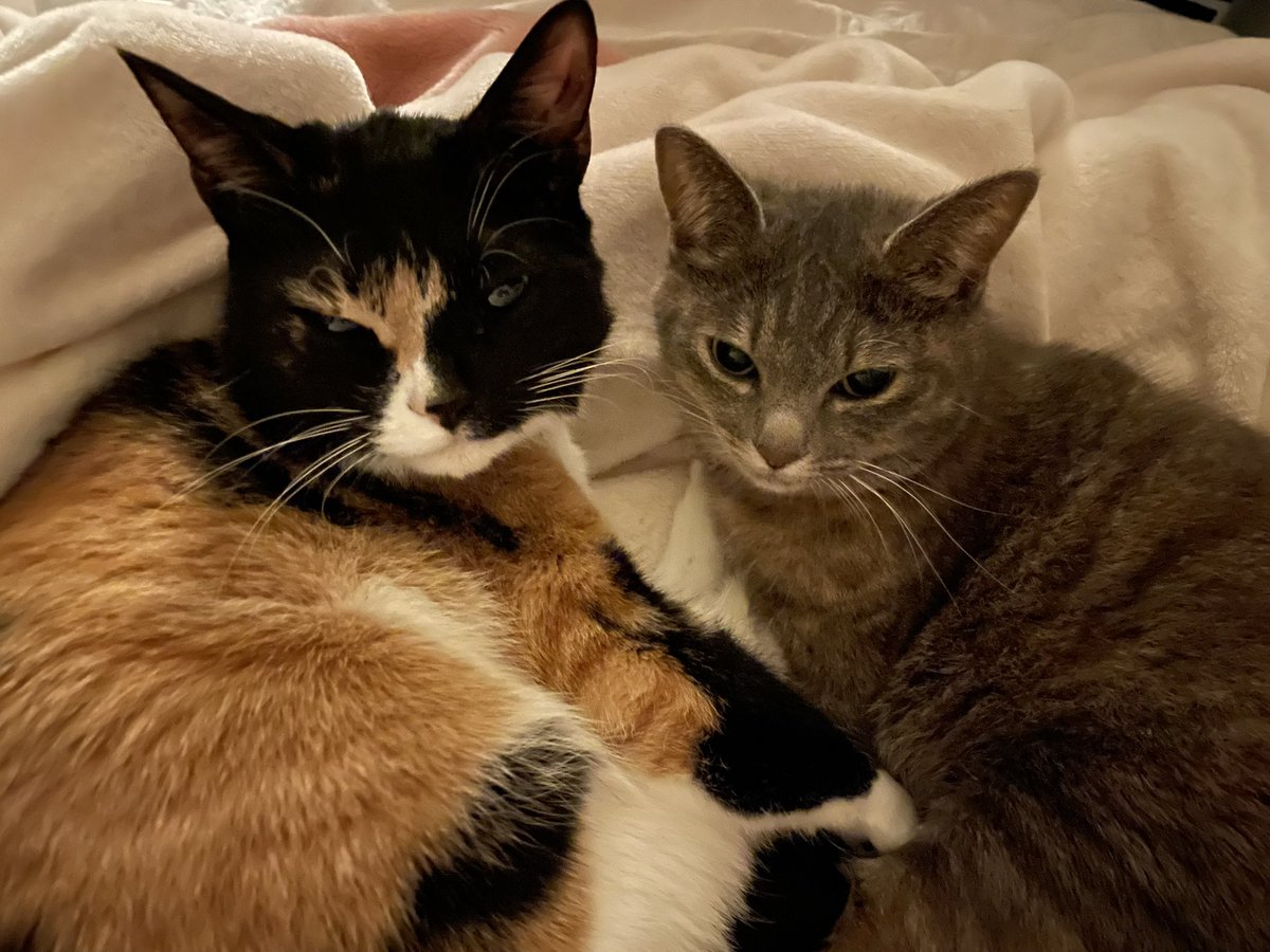 KikisSuper's tweet photo. #CatsLover #CatsofTwittter #BFFs
固まるタイプのトイレ砂を使ってますが、掃除の時に巨大なかたまりが発掘されるとちょっとテンション上がります。 https://t.co/82uT3SAMvw