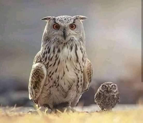 sadmuazzam's tweet photo. ہم پیشگی معذرت چاہتے ہیں لیکن آج یہ لطیفہ ہم روک نہیں پا رہے۔ 
مولوی صاحب کے پیٹ میں رسولی بن گئی۔ آپریشن کروانے گئے۔ ڈاکٹر صاحب کے پاس کوئی لاوارث (ممکن ہے اپنا ہی) نومولود تھا۔ جب مولوی صاحب ہوش میں آئے تو بستر پر بچہ دیکھا۔ ڈاکٹر صاحب نے مبارک باد دی کہ اللہ نے آپ کو بیٹا عطا https://t.co/RRygqUruUF