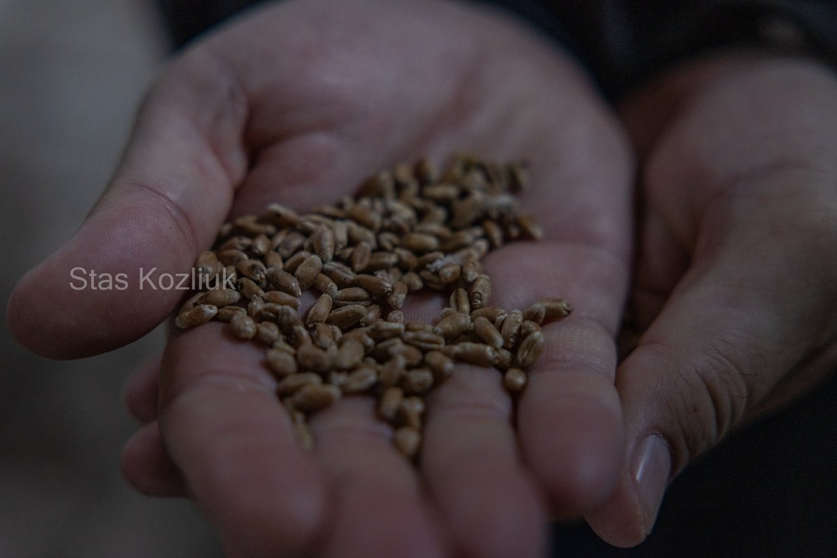 ReporterTired's tweet image. Історія про фермерів і деокупований південь України. Якщо коротко – виглядає все, м’яко скажемо, не дуже оптимістично. Пиздець, якщо коротше. Поля заміновані, фермери пограбовані, грошей нема, техніки нема, посівного матеріалу нема.