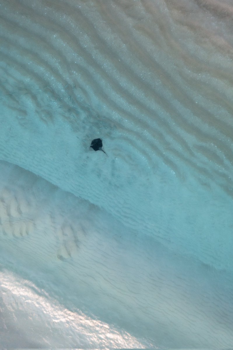 seenbylexo's tweet image. ▪️T E X T U R E S ▪️

Waters were so clear and calm that day and I just noticed while editing my pic there was a bunch of fish 🐟 swimming around the stingray #minimal  #perth #perthlife #marinelife  #westernaustralia #texture #textures #photography