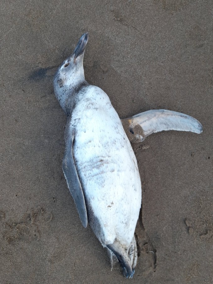 LeandroTamini's tweet image. Por estos días es habitual encontrar juveniles de pingüino de Magallanes muertos en la costa bonaerense. Voluntarias/os #ECOFAM monitoreamos las playas registrando esta y otras especies por tercer año consecutivo como un aporte al conocimiento de sus historias de vida y amenazas