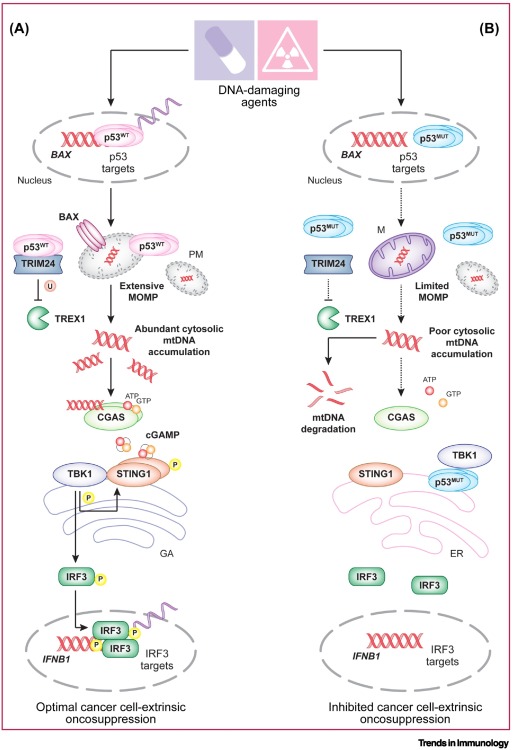 deadoc80's tweet photo. Happy to share our recent @TrendsImmuno commentary on the latest @Montroselab paper on #p53 and #immunity. Kudos to @CVanpouilleBox who did the heavy lifting here! @WeillCornell @WCM_MeyerCancer Available https://t.co/bO1iD9YcF1 https://t.co/n4sqAAGNng