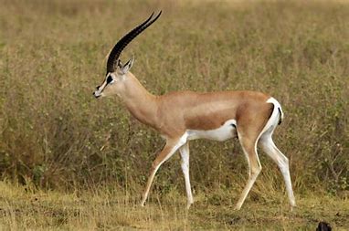 Chambaron13's tweet photo. @LesMotsRares Même racine grecque 'pyge' (πυγή) pour le pygargue, nom désignant deux animaux aux "fesses blanches", un aigle et une variété de gazelle. https://t.co/NyEcdeZMuz