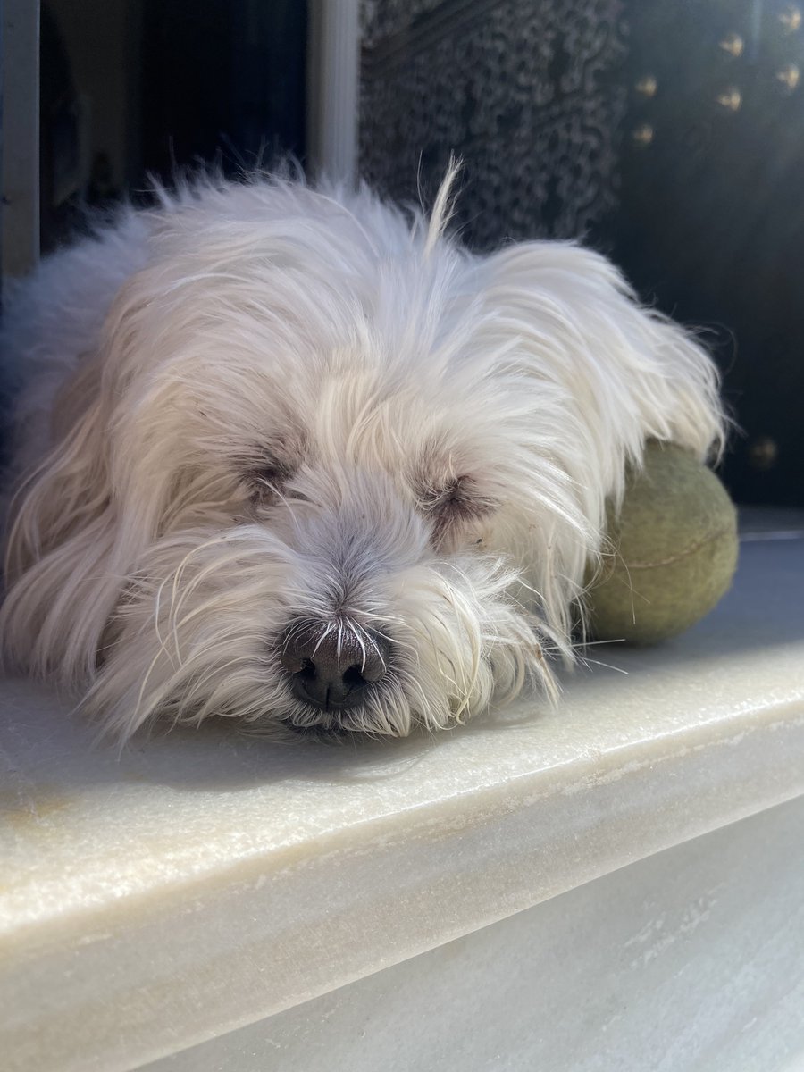 anaaranda08's tweet photo. “Siesta con pelota”- Óleo sobre lienzo https://t.co/7cDXlgfpS0