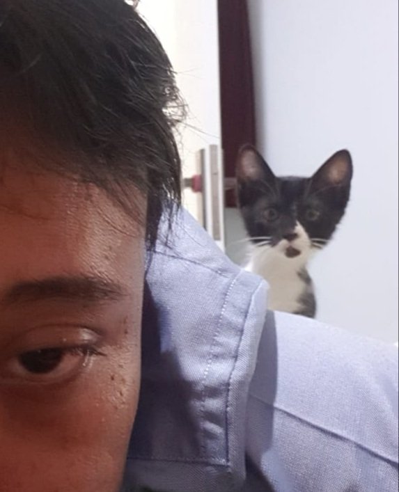 afifuljauhani's tweet photo. Nero.. kamu bungsu paling mandiri. Paling jago berburu, dan selalu "rapihin" litter box saudara²mu yg gak beres. Sempet ngebayangin kalo kalian ber5 bakal hibur kita sampai bertahun² nanti. Tp rupanya km uda harus pulang duluan. Semoga kamu tau kalo kita sayang kamu.. Bye Nero :( https://t.co/6mOvB1IHwb