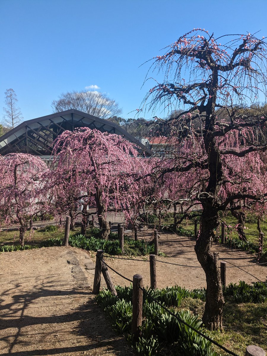 各地の梅の名所行けて最高だった
