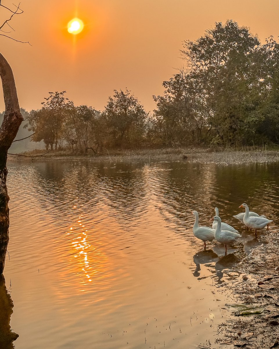 Besides jeep safaris, what else can you do at Pench?

Beyond safaris, enjoy a sundowner picnic at Kohka lake—a picturesque reservoir great for birdwatching. 

Visit: junglecampsindia.com 

#Junglecampsindia #PenchJungleCamp #tadoba #pench #kanha #rukhad