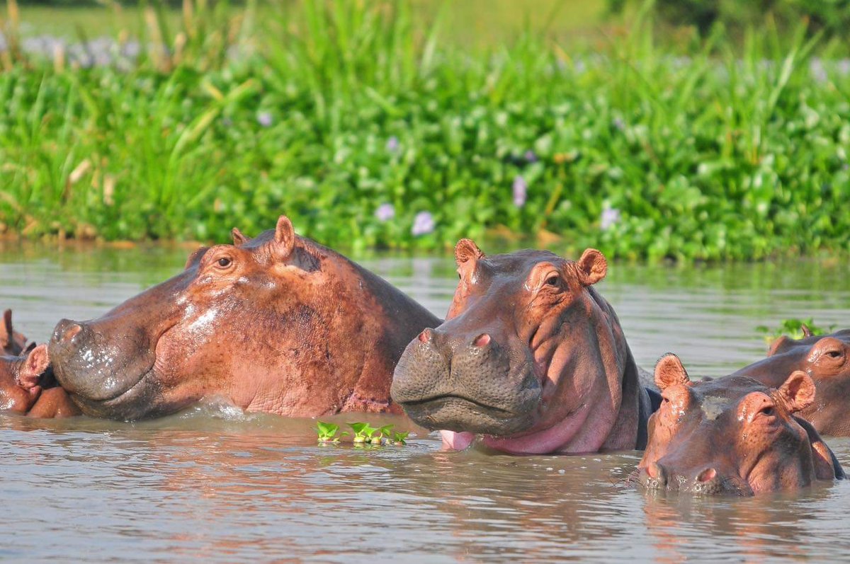 On your boat cruise in #QueenElizabethNationalpark  at the #Kazingachannel you will be able to see a bloat of hippos 
#ExploreUganda 
#explorewest