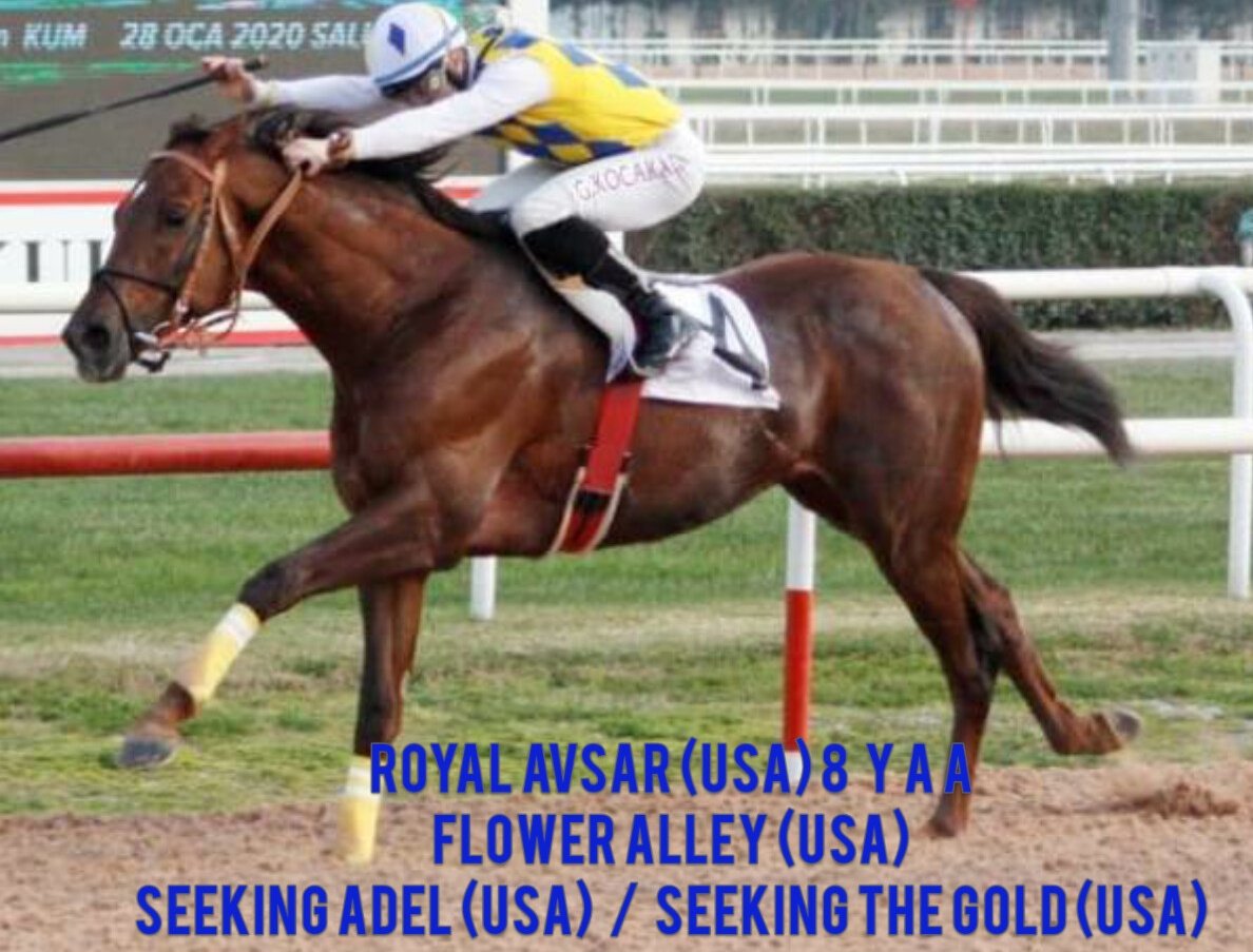 Web sitemiz varmitalip.com.trde satlan kısraklara eğer #RoyalAvsar'a uyumluysa ve kısrağın yeni sahibinin isteği doğrultusunda Silivride ücretsiz aşım yapılaca <a href="/varmitalip/">varmitalipcomtr</a> <a href="/avsar62/">Recep AVŞAR</a> <a href="/sevketberbroglu/">Şevket Berberoğlu🇹🇷</a> <a href="/SIAYSD/">SİAYSD</a> <a href="/cantinazhakan/">Hakan Cantınaz</a> #horse #breeding #farm #farmlife #mare #stallion