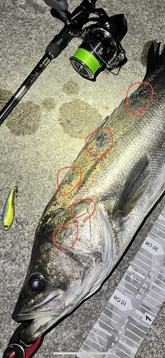 cbr600rr22's tweet photo. 《同じ魚？昨夜のランカーと1月のランカー》

●傷の位置がすごく似てる。
●ヒットした場所もほぼ同じ。
(流れが牡蠣瀬カケ上がりに当たって掘れてるライン)
●大きさもほぼ同じ(メジャー適当で🙏)

居着き？同じ魚なんてあり得る⁇
同じ魚なら蘇生リリース正しいって事で嬉しいけど。
＃釣果捏造❌ https://t.co/aolKqXhMBr