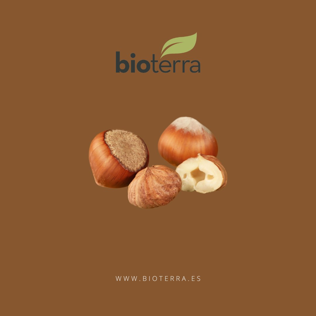 ♥️ 6 Curiosidades sobre las avellanas
Las avellanas son uno de los frutos secos más conocidos y consumidos y están presentes en gran cantidad de platos tanto dulces como salados...
📲 bioterra.es/2023/03/14/6-c…