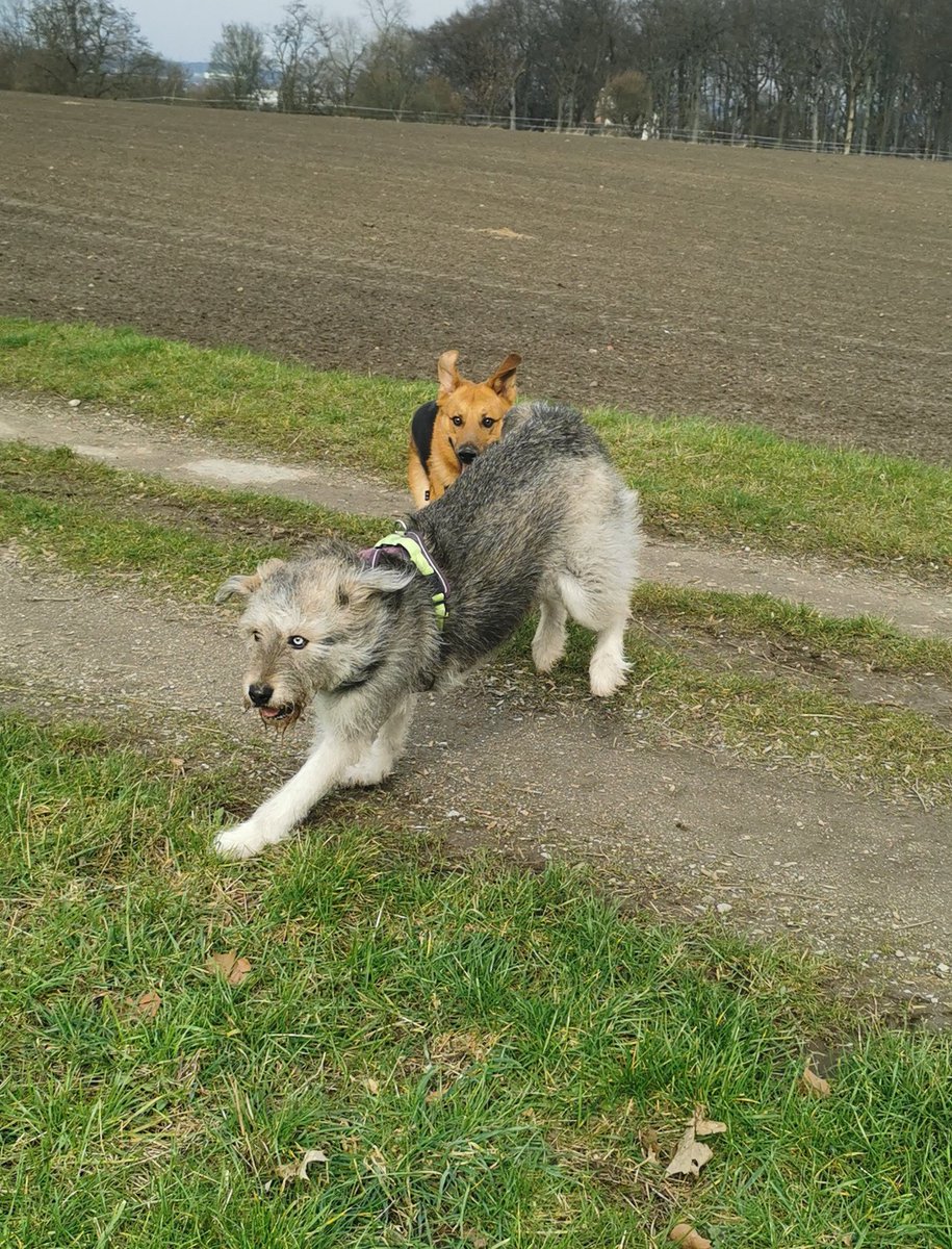 Paco_Bealy_Jane's tweet photo. Hugo Time.. 😁
#PacoBealyundJane #Hugositting #KleinHugo https://t.co/QBjfRMkv3W
