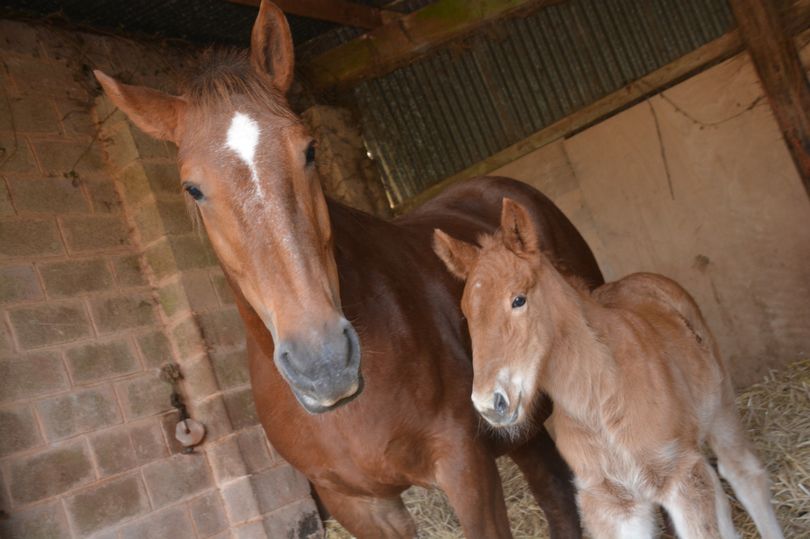 Wonderful news for the breed! 😍🙌🐴

Hero horses are being brought back from brink thanks to Devon breeder 👉 devonlive.com/news/devon-new…

@RBSTrarebreeds 

#equines #equinehour #horsehour #horsechathour #heavyhorses #nativebreeds #gonative #rarebreeds #conservation #newlife