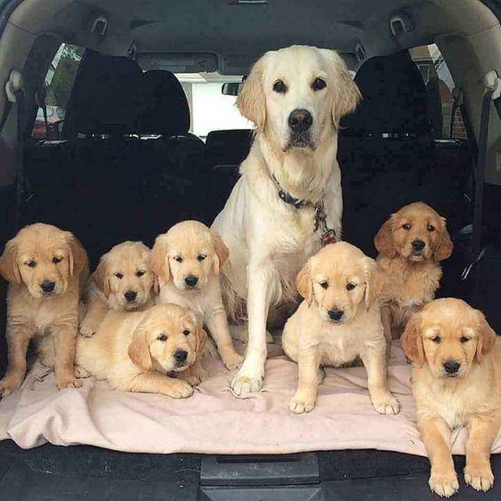 thehappydog_ tweet picture