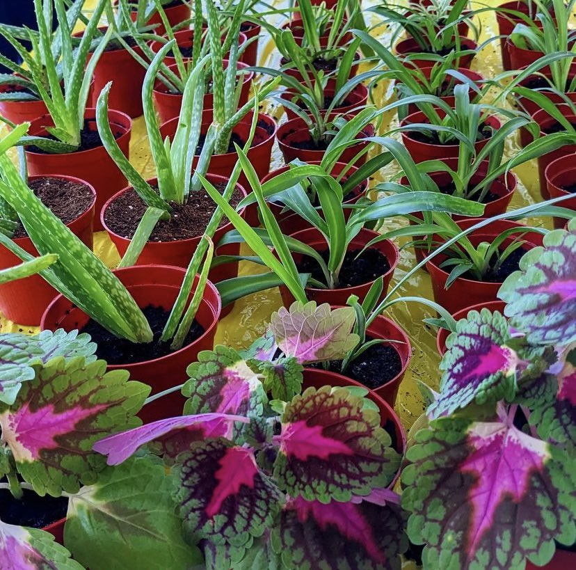 CU_BrainFreeze's tweet photo. @thecheelab and friends are getting the plants 🪴 prepared for #BrainFreeze23 this Sunday! Don’t forget to register: https://t.co/JUyeH3FWSF. We can’t wait to see you all there! 😃 https://t.co/fNNg1ZzYfb