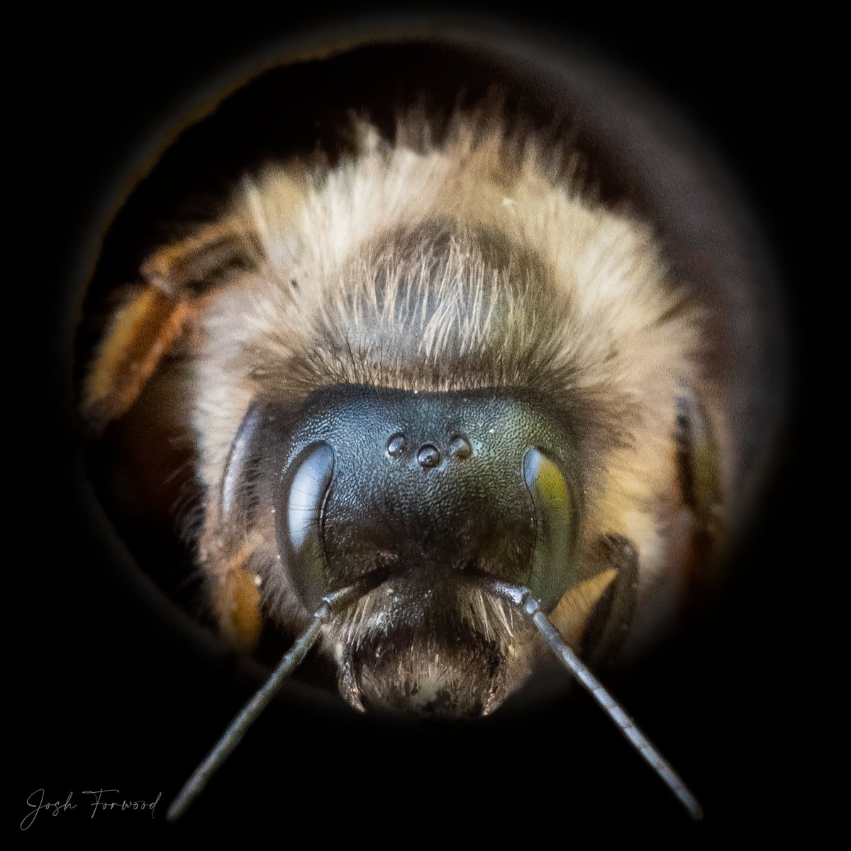 joshforwood's tweet photo. This is one of the photos from my second #BeePortrait collection. A 3rd series will be coming to you later this year, but for now you can check out the full sets on https://t.co/gBBMOPfGNl, & learn how to build your own bee hotel at https://t.co/KKZULZdtlq https://t.co/POuVmGSKF3