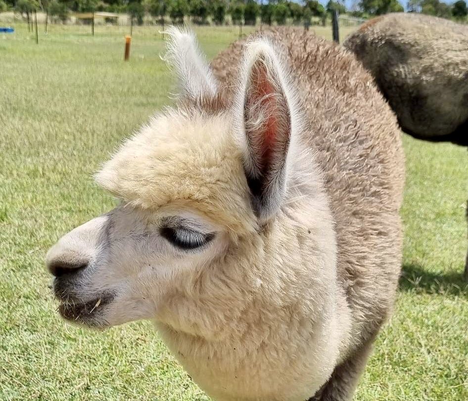 I'm a floofmeister 🥰💝🥰😎 #Barney #Alpacas #FarOutterReachesOfAlpacastan