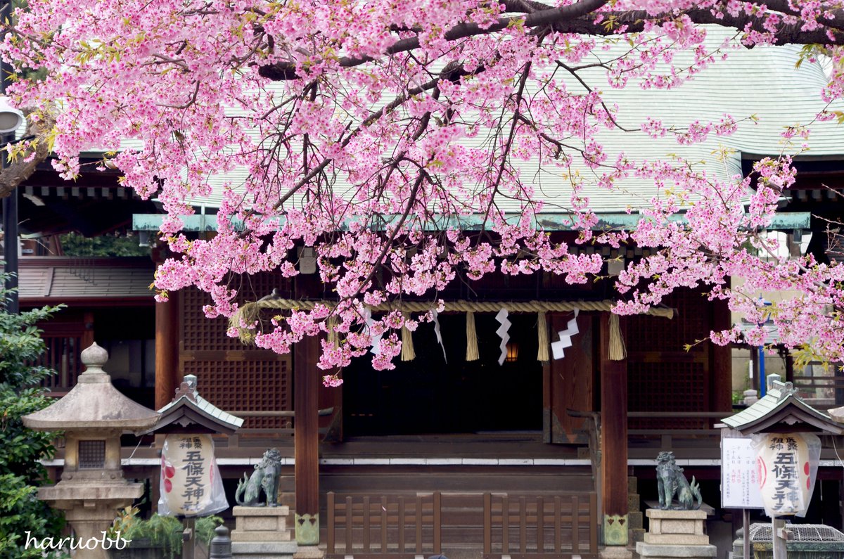 お疲れ様でした。 上野・五條天神社 撮影日：2023年2月12日 桜が綺麗に咲いていた。 桜が咲いているうちが、一番良くて、 散ってしまえば、何か寂しい感じがする。 次の1年後までのお預けにならないように、 今年できる事をやって行きたいですね