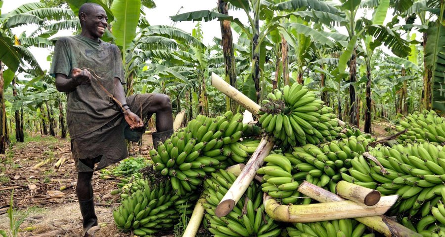 FIDAfriqueOuest's tweet photo. Pourquoi investir dans l'agriculture? 

Parce qu'elle
✅est plus efficace pour réduire la pauvreté 
✅fournit des emplois aux travailleurs non qualifiés
✅génère des revenus qui stimulent l'économie locale
✅produit notre nourriture
✅contribue à assurer la paix et la sécurité. https://t.co/VWMCnuU7Kc
