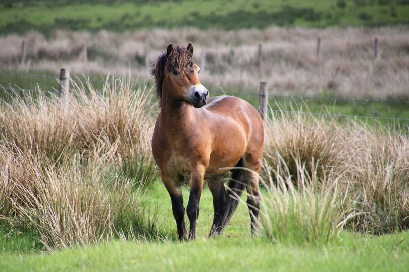 Isn't he a handsome boy! 😍

Pony named Alan Partridge may save #Exmoor breed from extinction 👉 devonlive.com/news/devon-new…

@EPS_exmoorpony @RBSTrarebreeds 

#gonative #nativebreeds #rarebreeds #exmoorpony #exmoorponies #equinehour #horsehour #horsechathour #ponyhour #conservation