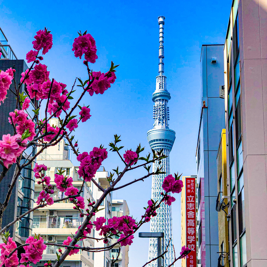 IamHelloMrSean's tweet photo. 這次絕對不會錯了！
桃花跟晴空塔，還有黃色的小旅屋。

現在直面晴空塔的晴空塔通，兩側的桃花盛開中，幫寧靜帶點淺藍色的街道，增添了濃豔的色彩，好看。

#旅屋錦系町 #桃花 #但我以前好像沒看過 #晴空塔 https://t.co/0nJeAizDL5 https://t.co/UtTIA0OrLd