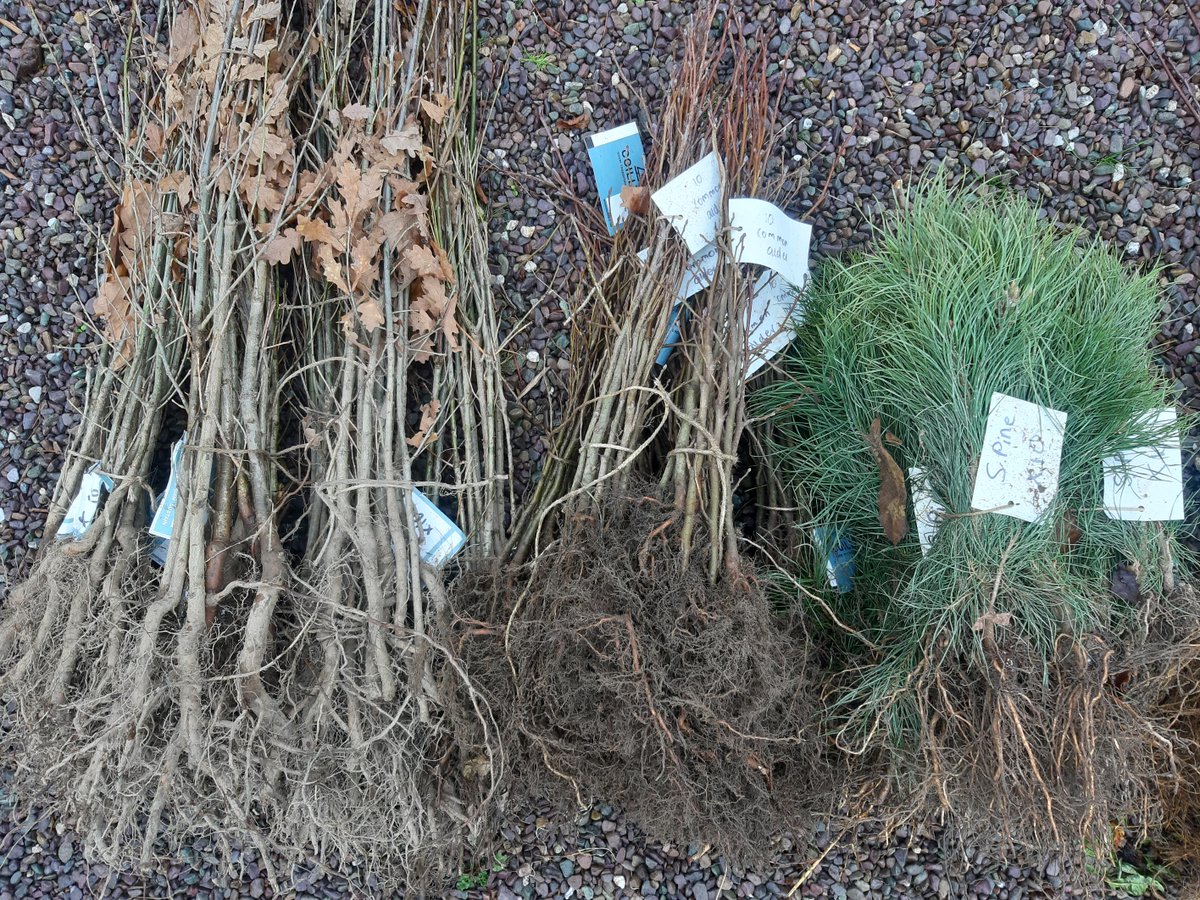 LEAFIreland's tweet photo. All set for #treeweek2023 🌳 Looking forward to engaging with schools & communities, demonstrating how to plant & care for the trees🌿 Huge thanks to @3CounciI & @coilltenews for the trees. #Retore #Educate #Biodiversity #Climate https://t.co/erzzNf8yCx