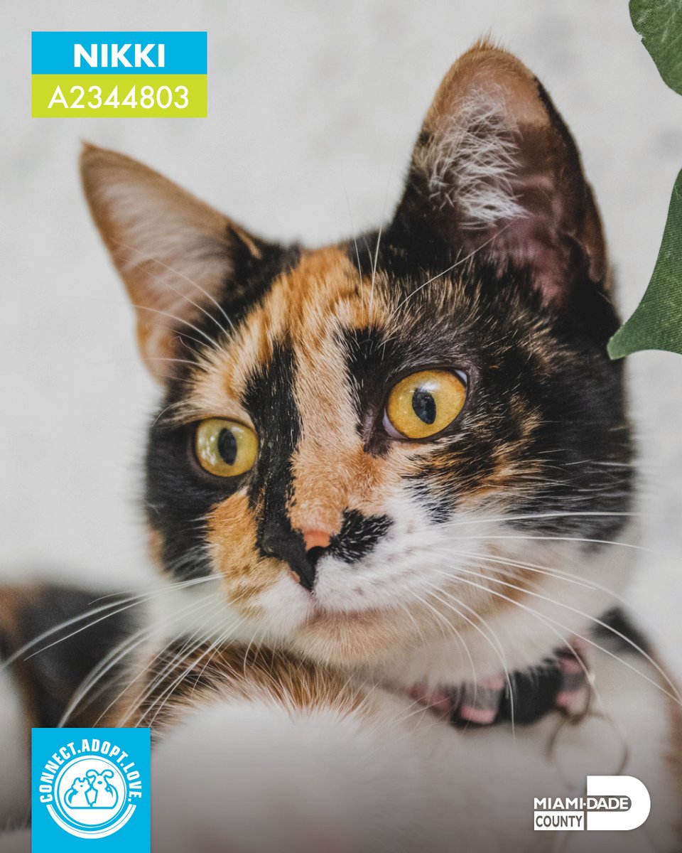 AdoptMiamiPets's tweet photo. These purrrfect kitties from The Cat's Meow Café are ready to meet you! We'll be going live with them today at 11 a.m. for a virtual adoption event! 😺 

#VirtualAdoption #AdoptDontShop #KittenSeason #ShelterCats #Cats #CatsForAdoption https://t.co/y9zPZ0ByOW