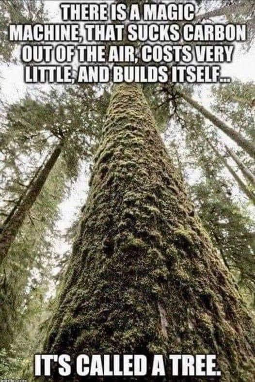 This might be the reason why they are cutting trees down.