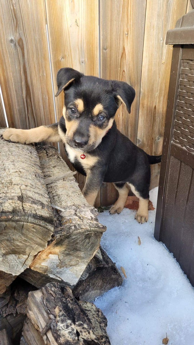 MorganBosch_'s tweet photo. Getting our foster pup today 😍 https://t.co/wQSZdSddFL