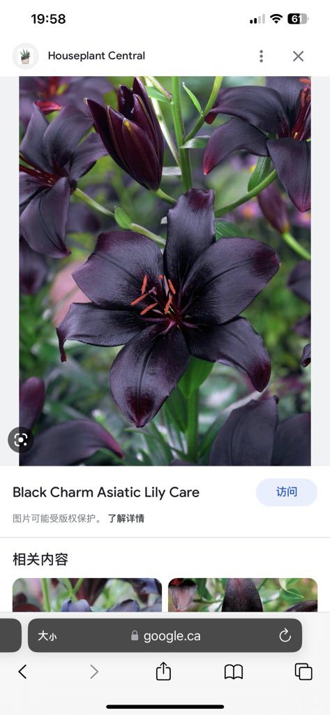 AmazingAmyGOne's tweet photo. @fort_fts hello fort~ you can call your black little one Lily. There are real black lilies exist.🥰 https://t.co/guwLFQsyOY