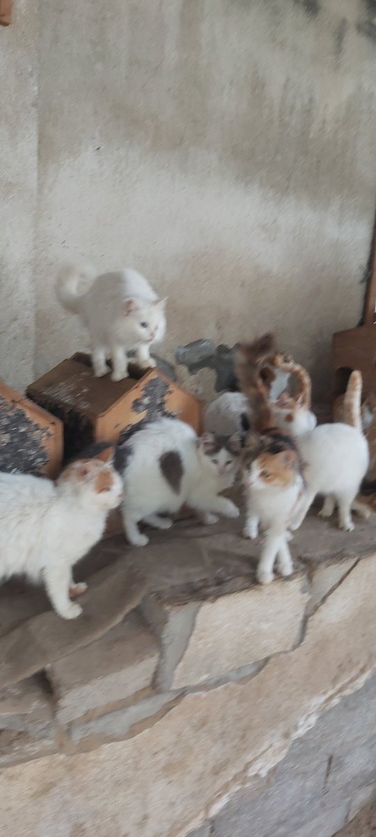 helpcatsmsallam's tweet photo. Dear friends..The weather at night  become very cold..I got gas heaters from your support
there is need2fill the gas pipes periodically
I fill8tubes per month.Each tube costs$35
My goal is to get$280to heat the shelter.Please support me2 warm the cats
TYSM
https://t.co/TbIjrbiNgq https://t.co/1EIyaRwzTD