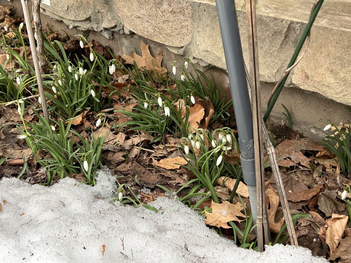 It may not feel like spring, but the snow drops are up. Always an encouraging sign.