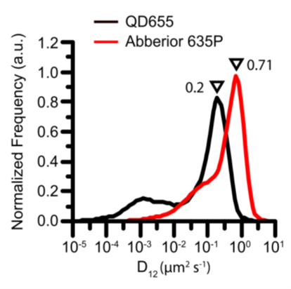 NanoLab_sns's tweet image. Quantum Dots, so bright, so photostable...
❗️BUT possible slowdown effects compared to organic dyes when labeling fast-diffusing molecules in #singleMoleculeImaging and #singleMoleculeTracking ❗️
source: pnas.org/doi/10.1073/pn…