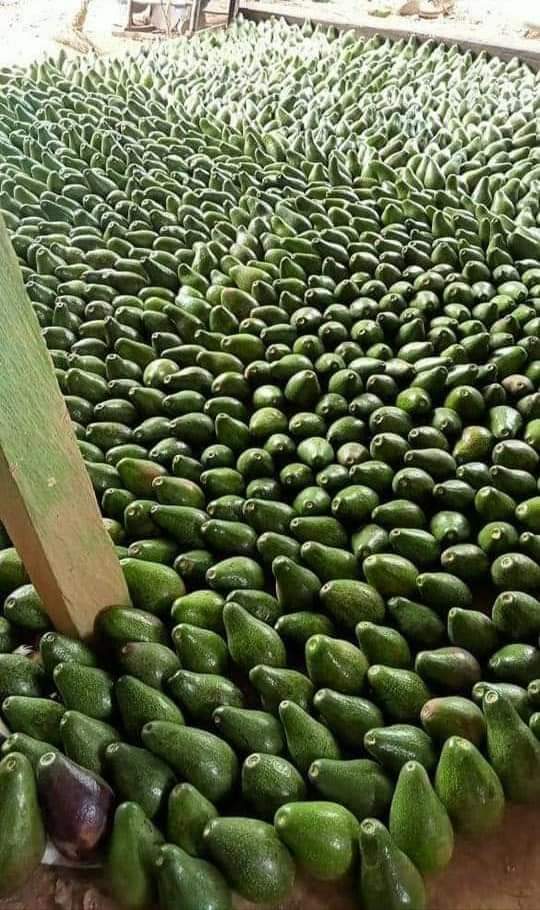 agrotamaraoficl's tweet photo. El Carmen de Bolívar en estos momentos https://t.co/i4Gle26Mg8