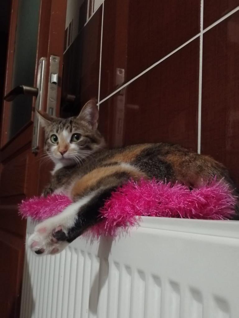 🌈KIARA YUVA ARIYOR🌈

Kiara'yı boynundaki tasması ile kampüste bulduk. Terk edilmişti, tek başınaydı, korkuyordu... Napacağını bilemiyordu muhtemelen ve kampüsü tanımadığı için her an başına bir şey gelebilirdi... Neyse ki erken bulduk Kiara’yı ve hemen güvenli bir yere aldık.+