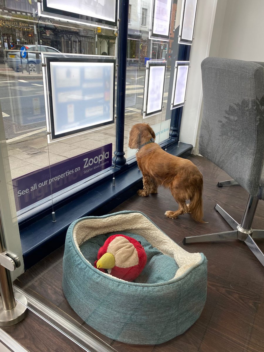 charlescarterL's tweet photo. Cuteness Overload πΆ
If you are popping in to see us today you will be greeted by the cutest of helpers. Meet Alfie our office helper for today π
#office #officehelper #team #lettings #lettingsagent #propertmanagement #charlescarterlettings #tewkesbury https://t.co/xeOJSfLbO3