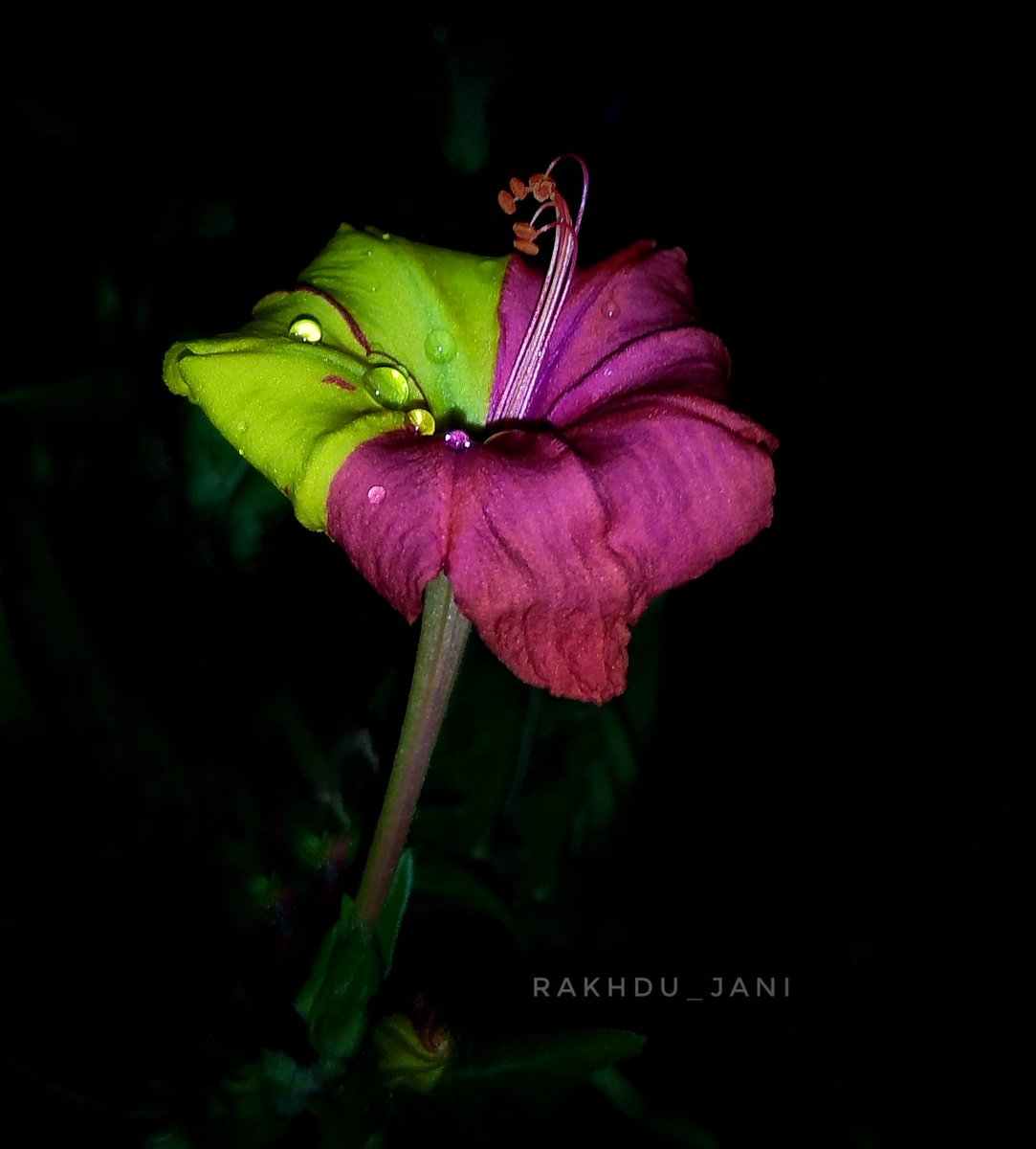 rakhdu_jani's tweet photo. Flower pictures from my gallery.
#MiNote4 https://t.co/IeDm1T0drM