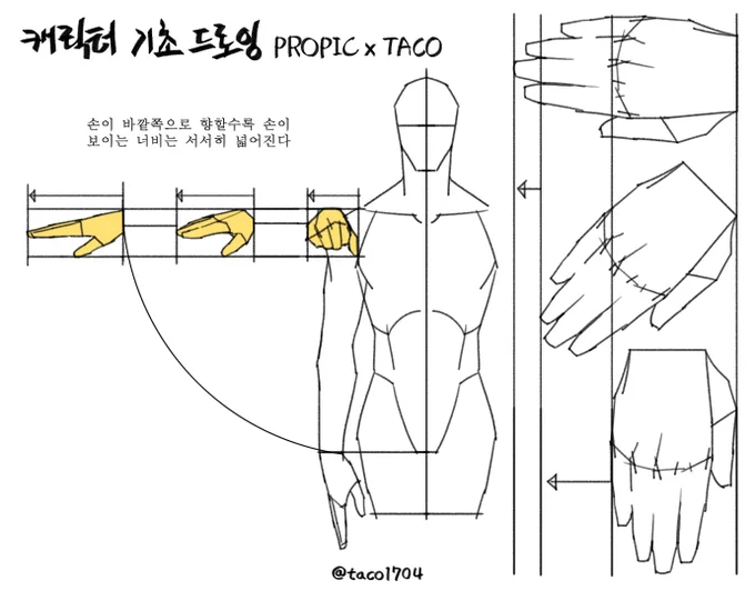 손이 바깥쪽으로 향할수록 손이 보이는 너비는 서서히 넓어진다 