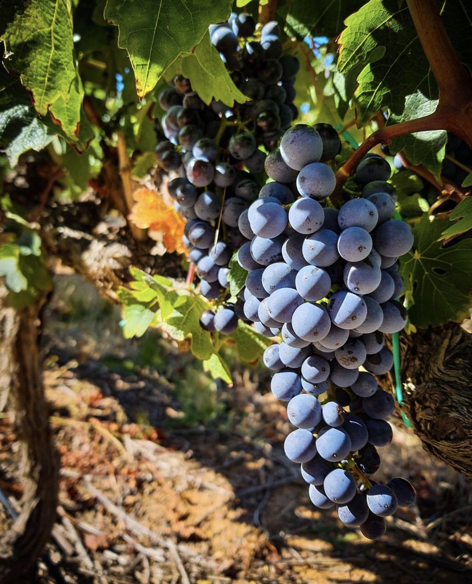 VClubwine's tweet photo. Its Harvest Season at the Vineyard 🍷

@vergelegen #vergelegen #vergelegenestate #vclub #vclubwine #southafricanwine #v1700 #gvb https://t.co/370ir1oExY