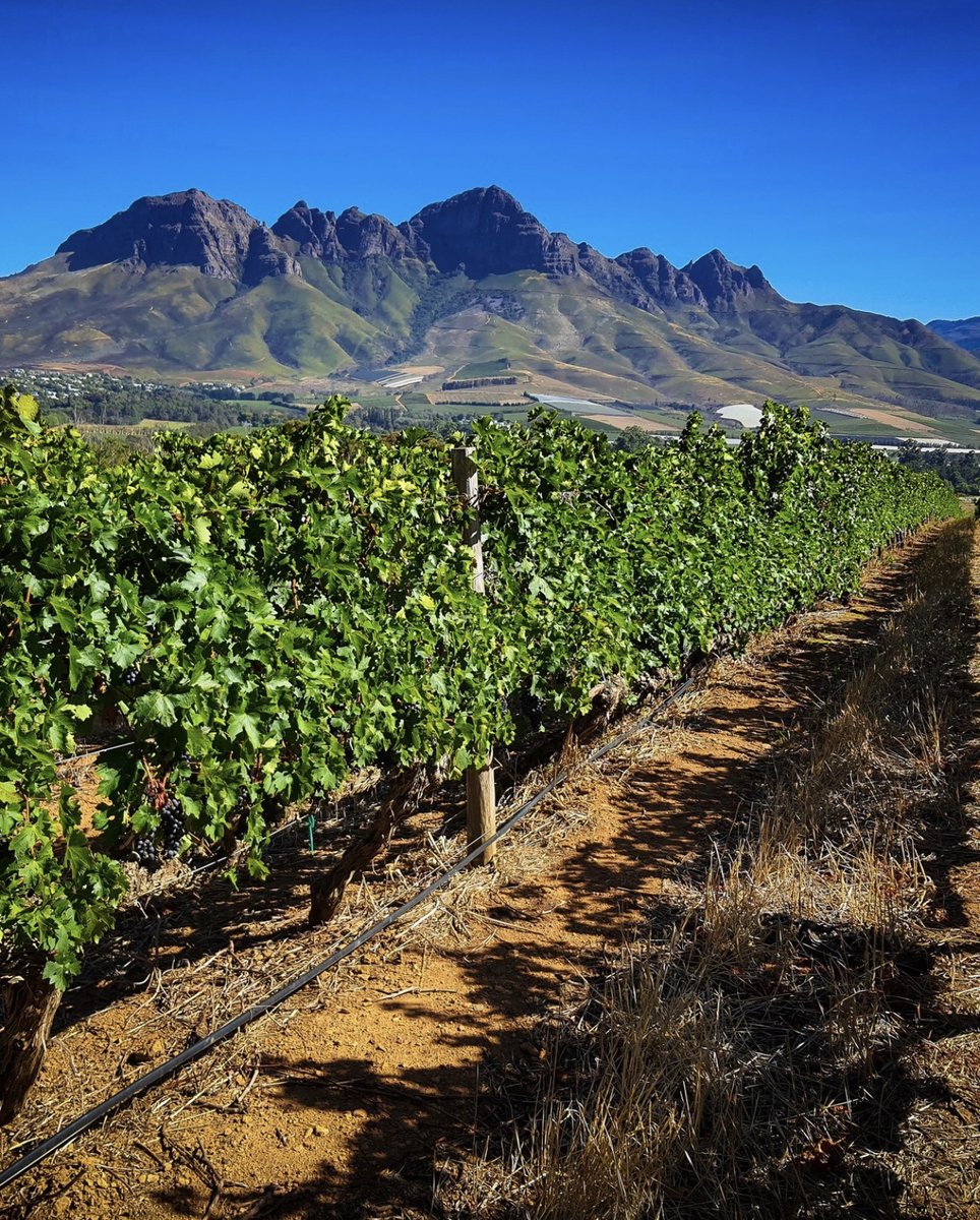 VClubwine's tweet photo. Its Harvest Season at the Vineyard 🍷

@vergelegen #vergelegen #vergelegenestate #vclub #vclubwine #southafricanwine #v1700 #gvb https://t.co/370ir1oExY