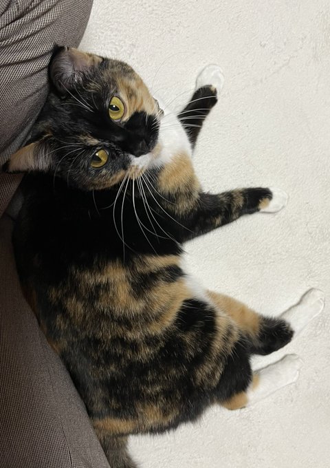 現実逃避に猫の首輪を探している…うちのこのプリッとしたかわいいネコツァンに似合いそうな柔らかい素材で鈴がついているいい感じの首輪があったら教えてください…鈴がないと本当にどこにいるかわからない忍びのネコなので鈴は必須です… 