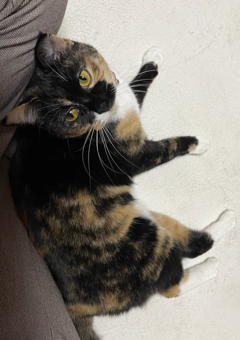 現実逃避に猫の首輪を探している…うちのこのプリッとしたかわいいネコツァンに似合いそうな柔らかい素材で鈴がついているいい感じの首輪があったら教えてください…鈴がないと本当にどこにいるかわからない忍びのネコなので鈴は必須です… 