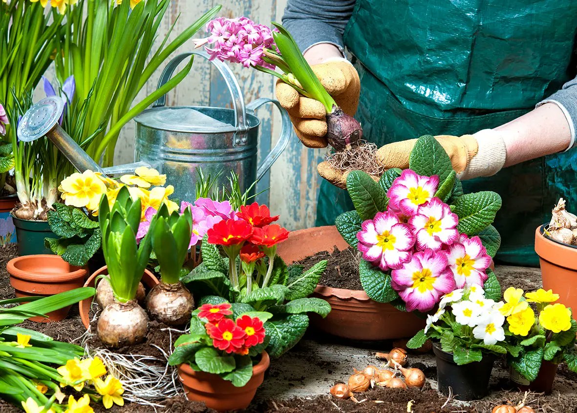 Bathgate Horticulture tweet media